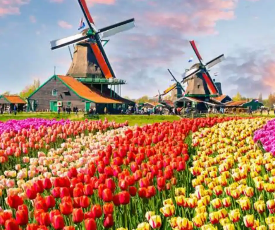 pasqua-in-olanda-mulini-tulipani-keukenhof