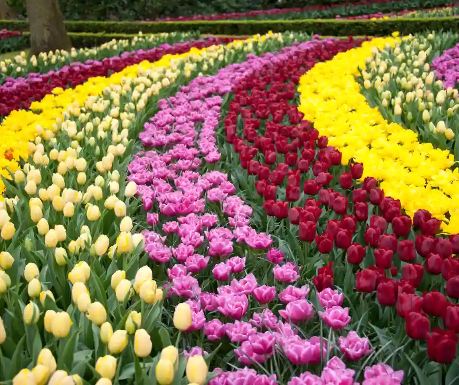 pasqua-olanda-campi-tulipani-primavera-2026